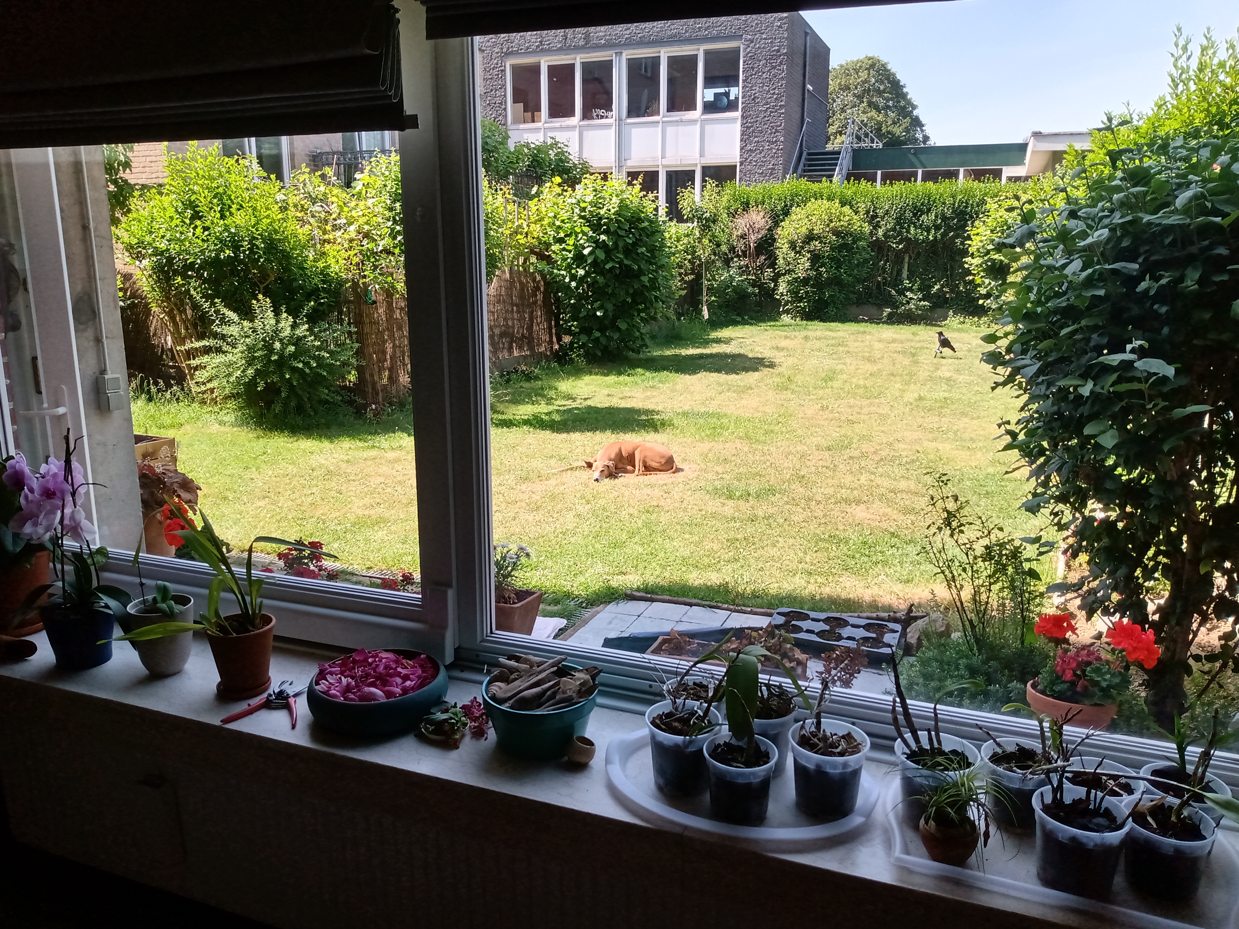 IMG_20200527_112753238_HDR